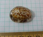 Cypraea Depressa  30mm F  