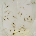 Live Freshwater Prawns - Up To 1  X50 Or More
