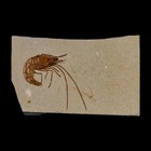 1 5  Fossil Shrimp Carpopenaeus Cretaceous Age 100 Mil Yrs Old Lebanon Coa