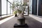 Cactus Succulent Plant Operculicarya Pachypus Beautiful  Plants 