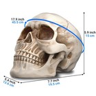 Resin Skull  Human Head Model For Home Decoration  Halloween Statue  Skull Mo   