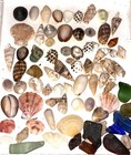 Hawaiian Seashells And Sea Glass From Kauai