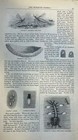 1859 Mosquitos Illustrated