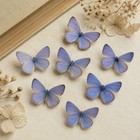 7 Real Blue Butterfly Specimens Spread Wings 2   2 6cm Diy Insect Art