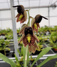 Catasetum Sanguineum X Ctsm  Vinaceum Very Select Parents Nice Lrg Bs Plants   