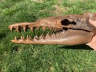 Ancient Whale Skull Zygorhiza Skull Fossil Replica  1 2 Scale 3d Printed  