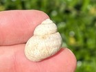 England Fossil Gastropod Viviparus Viviparus Pleistocene Age Shell