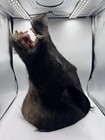 Stunning Wild Boar Taxidermy Shoulder Mount    Boar Hunting Head Mount 