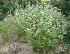 Buckwheat Seeds  200    Ancient Grain   Flower   Organic   Extremely Rare