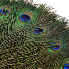 24pcs Peacock Feathers Long Natural In Bulk 16-18 Inch 40-45 Cm