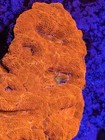 Wysiwyg Rare Rainbow Warpaint Bowerbanki War Paint Acan Scoly Lps Live Coral