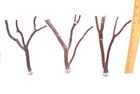 Manzanita Bird Perches Set Of 3 All Natural   8   Long 1 2  To 1 4  Peely Bark 