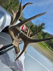 218    Set Whitetail Deer Sheds Antlers Taxidermy Mount Cabin Decor Buck Horns