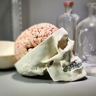 Human Skull With Brain  11 Piece Life-size Anatomical Model  Medical Curiosities