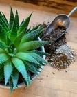 Succulent   Cactus Plant Potting Soil Mix Peat Moss   Perlite  1 Quart - 4 Gal