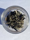 Moonlight White Tea Organic Loose Leaf 1 Oz