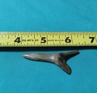 Very Large Fossil Goblin Shark Tooth Scapanorhynchus Mississippi Cretaceous