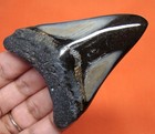 Megalodon Shark Tooth - 3 02  - Shark Teeth - Real Fossil - No Restorations