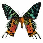 Urania Ripheus  Madagascar Sunset Moth  Sustainably Sourced  Unmounted