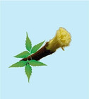 Natural Neem Toothbrush   Azadirachta Indica   Herbal Chewing Stick