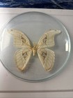 Atlas Silk Moth Cream Brown Real Insect Excellent Condition Taxidermy