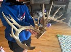 Giant  Whitetail Deer Antlers Giant Droptine 197    26    Wide Monster Free Range 
