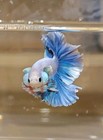 Vip Pearl Blue Rosetail Male Live Betta Fish