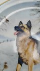 Danbury Mint Vintage German Shepherd Dog Collector Plate Good Morning  c6655