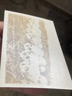 Lomen Brothers Photo Skulls A Touch Of Nature Makes The Whole World Kin Postcard