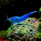 20 2  Blue Dream Shrimp Neocaridina Shrimp   Free Shipping