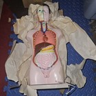 3-d Human Male Anatomical Model Latge 42cm Doctor s Office Teaching Anatomy Doll