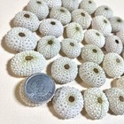 Sea Urchin Shells    set Of 30 78