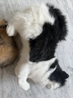 Hansa Lot Of 3 Realistic Stuffed Plush Animal Soft Toys Cat Fox Mouse