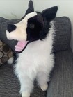 Melissa   Doug Jumbo Plush Stuffed Dog Border Collie Lifelike Black White 26   