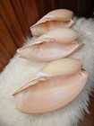 Melo Melo Indian Volute Bailer Shell Seashell Lot 3 Nautical Decor