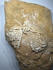 Super Rare Quad Crinoid Cymbiocrinus Fossil Plate Alabama Bangor Limestone 1h