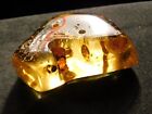 Very  Translucent Polished Fossil Amber With Termite Fossils Colombia 16 6gr
