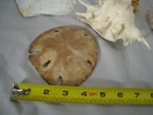 Large Mixed Lot Sea Shells Starfish Sand Dollars Natural Beach Decor Craft Set
