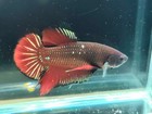 Live Betta Fish Giant Bigsize Red Galaxy  Hmpk Male Real Picture