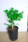Mariken Maidenhair Ginkgo Tree  1 Gallon  Prebonsai Tree
