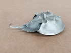 Vintage Hudson Pewter Horseshoe Crab