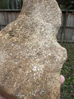 Texas Petrified Stone Fossil Mammoth Bone Rare Unique Cabbing Material