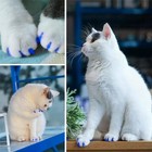  100pcs Boy Cat Nail Caps   Cat Nail Covers Cat Claw Covers For Boy Extra Small