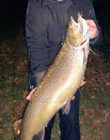Brown Trout Mount  Trophy    36 Inches Long 24lbs - Skin Mount
