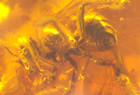 Ultra Rare 2 True Bees Of Genus Electrapis In Baltic Amber Fossil Gemstone