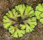 Ultra Rare   Museum Complete Silurian Oldest Rosette Land Plant Fossil Bryophyte