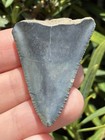 Natural Beautiful 1 70    Great White Tooth Fossil Shark Teeth