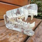 Transparent Dog Teeth  Anatomical Canine Clear Dental Model  Oddities