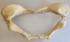 Shark Jaw Mouth Teeth Tooth Authentic Real Marine Specimen Taxidermy Fish 14 