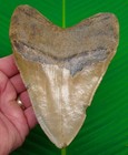 5 72    Megalodon Shark Tooth  Real Fossil No Restorations Sharks Teeth